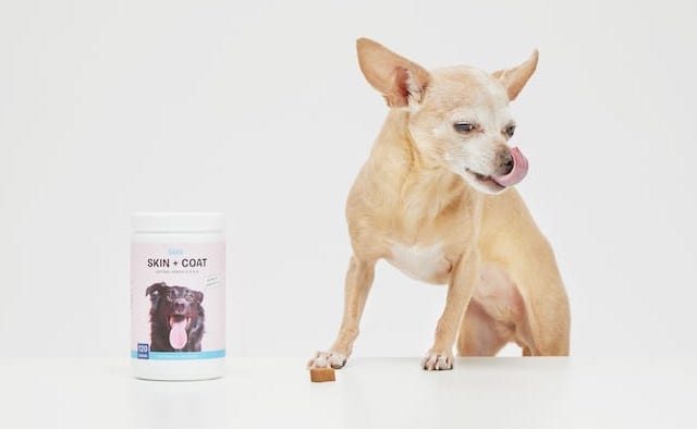 Chihuahua BarkBox Dog skin and coat supplement