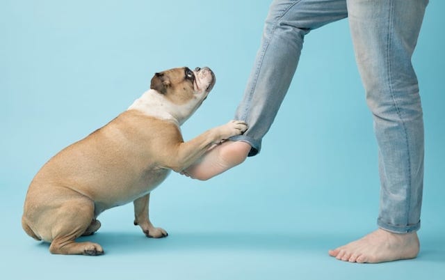 Frank English Bulldog Paw On Human Leg