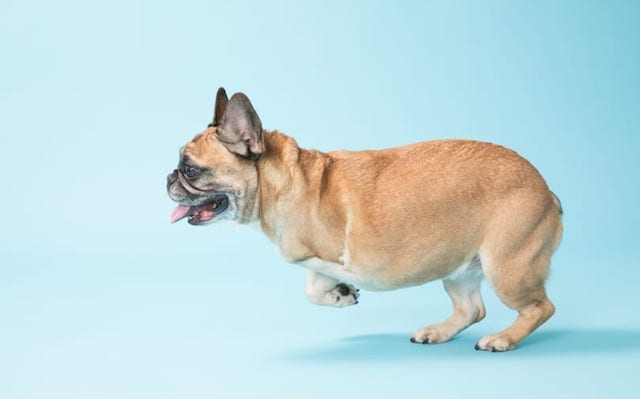 One legged french bulldog running