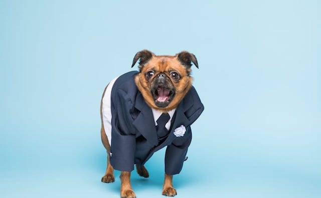 Brussels griffon mix in a suit