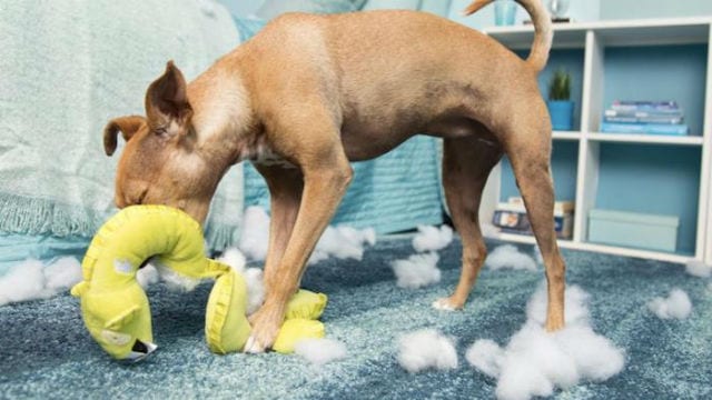 Dog destroying plush toy