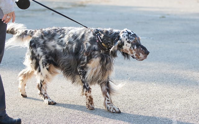 English Setter