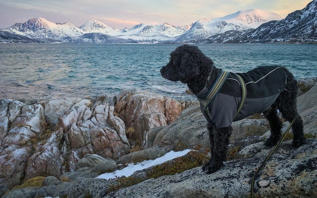 Portuguese Water Dog