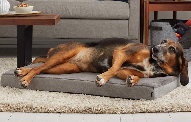 Britta Hound Dog with Large BarkBox Bed
