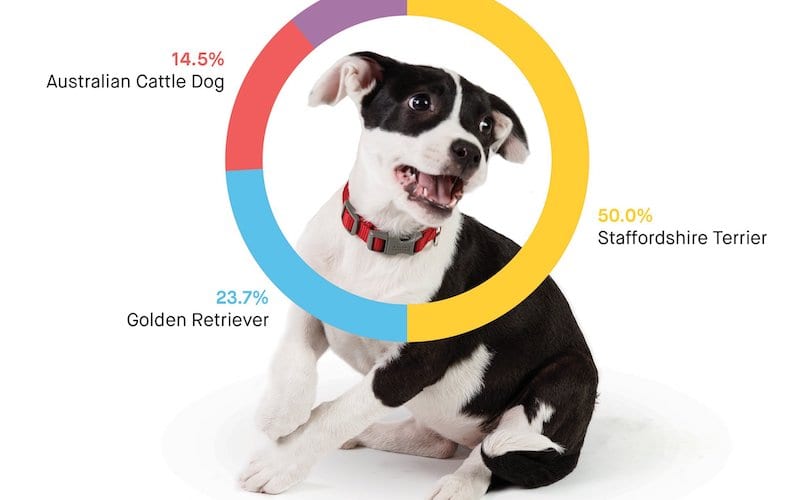 Pit Bull Puppy Embark DNA test
