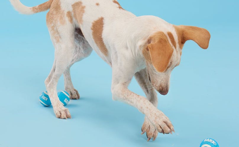 Beagle Dog Playing with Best Balls Ever Fetch Toys Barkshop