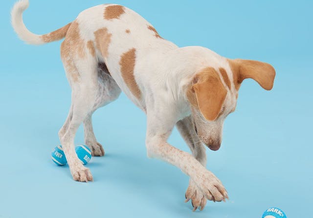 Beagle Best Balls Ever Fetch Toy