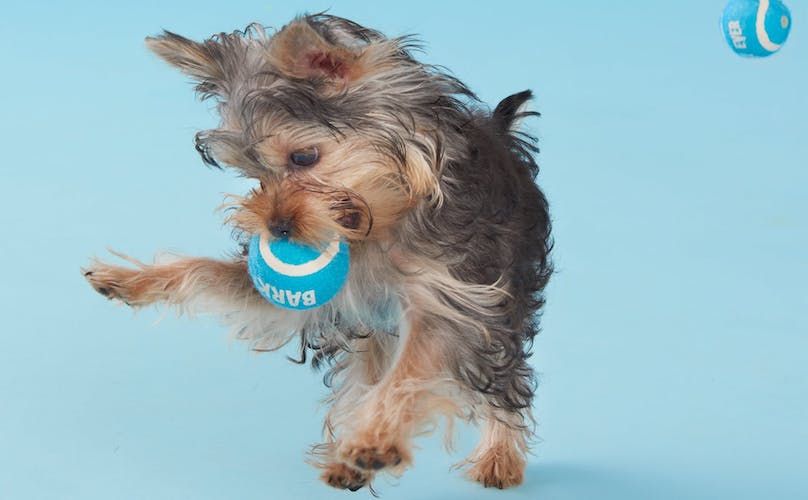 Yorkie Yorkshire Terrier Fetch Toy Best Balls Ever BarkShop