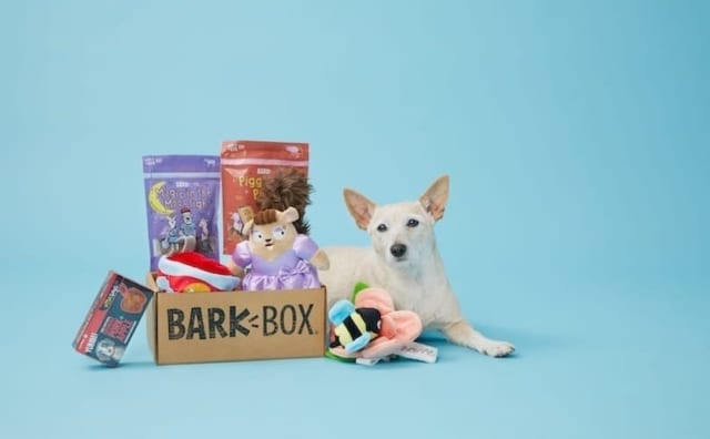 Little White Dog With BarkBox
