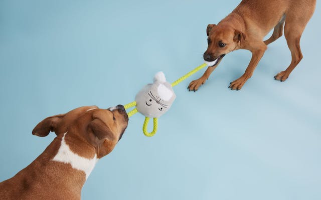 Two Dogs With Tugimal Devious Devin Dog Toy