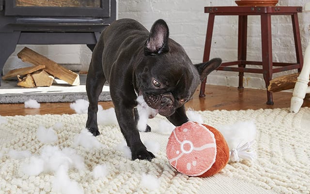 French Bulldog playing with stuffed ham toy