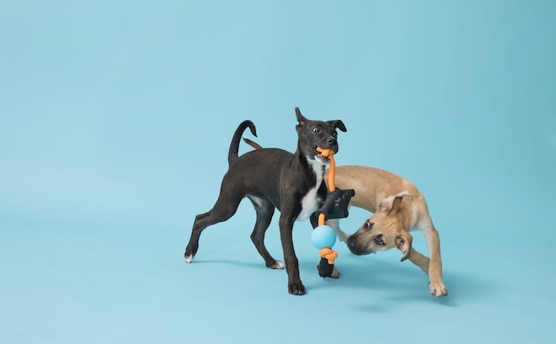 Puppies Playing With BarkBox Toys