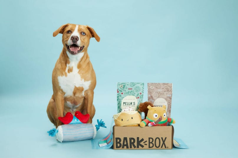 Large dog with BarkBox