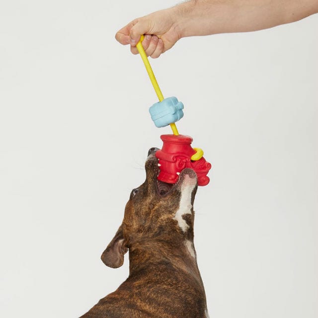 Large dog with tug toy