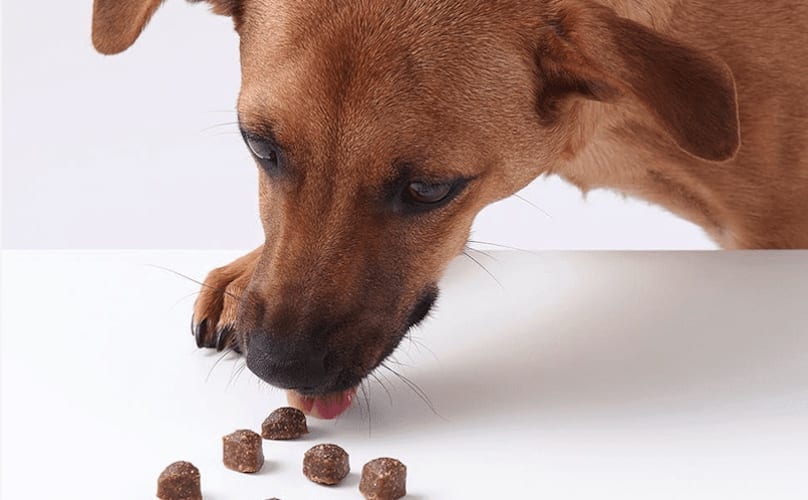 Brown Mix Breed Dog Eating Dog Treats