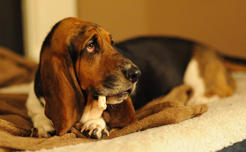 Bassett Hound with dog chew