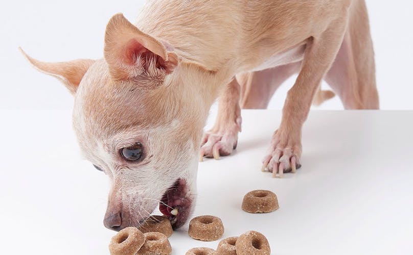 Chihuahua Eating Dog Treats Dog Food