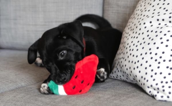 Puppy Playing With Watermelon Plush Toy