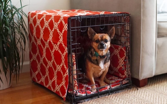 Chihuahua in crate
