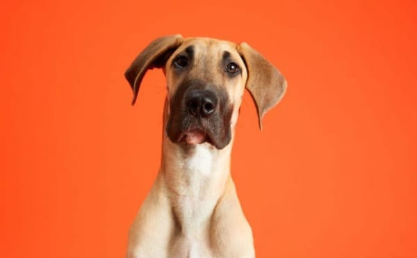 Curious dog