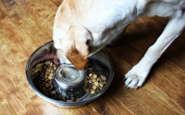 Interactive Slow Feeder Bowl  If Your Dog Eats Like They'll Never