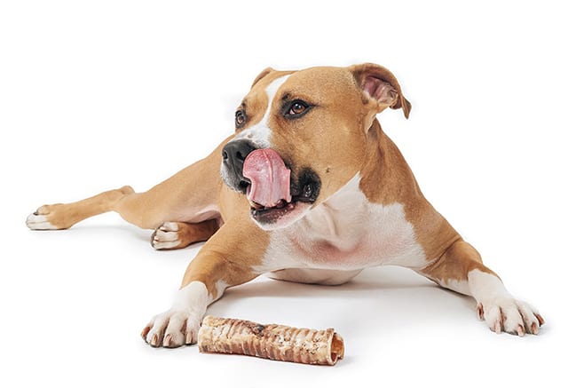 dog chewing on trachea chew bone