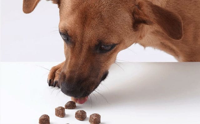 Dog with small treats