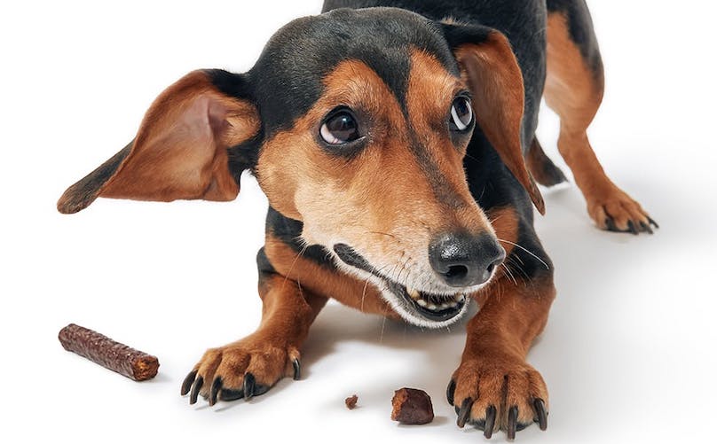 dachshund looking up eating a treat