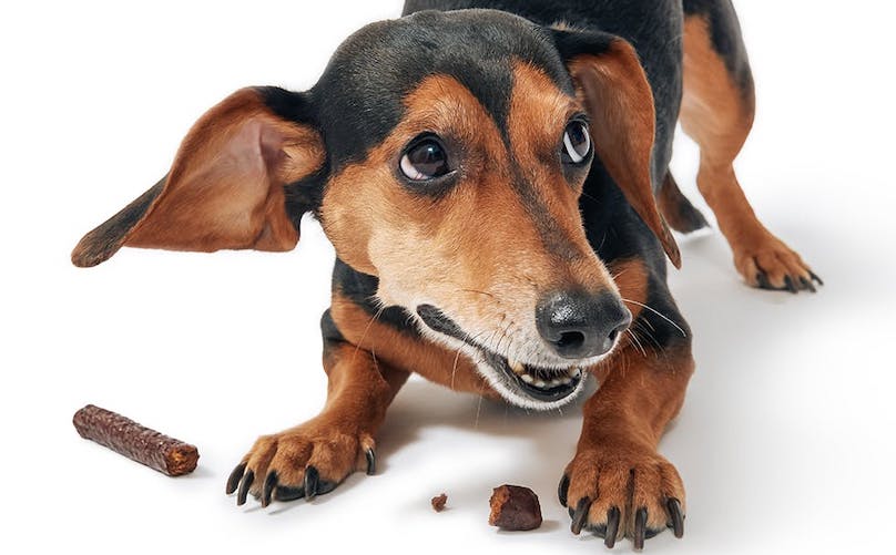 Help Your Dog Eat Easier with a Simple Elevated Bowl Holder 