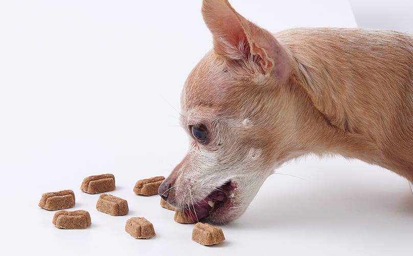 Chihuahua Eating Dog Treats
