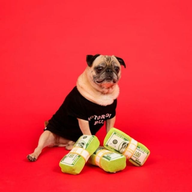 pug with money