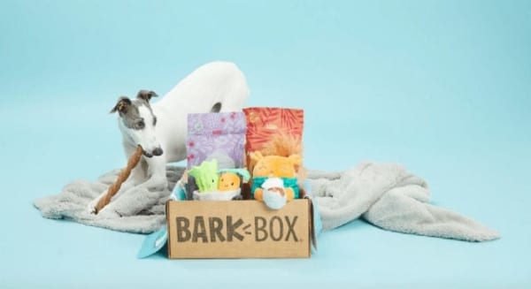 Small dog with BarkBox