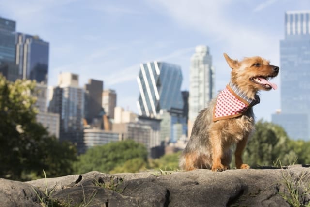 Yorkie In NYC