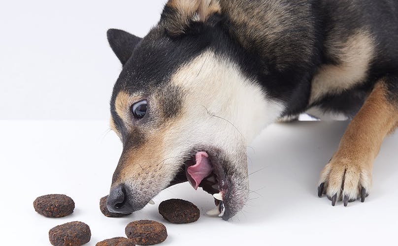 Shiba Mix Eating BarkShop Dog Treats