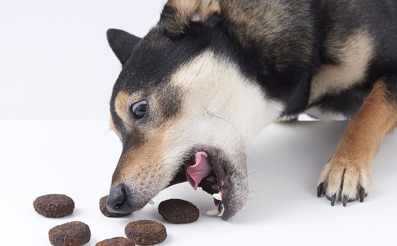 Does My Dog Need A Slow Feeder Bowl? - Canine Country