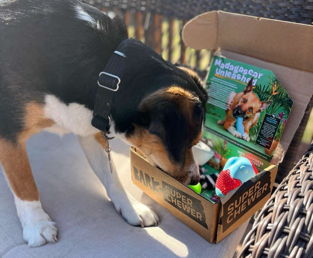 a dog sniffing inside their madagascar themed super chewer box