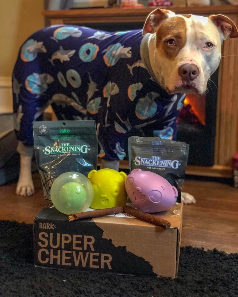 Actual Super Chewer BarkBox Reviews (With Pics & Videos Of Real Dogs)