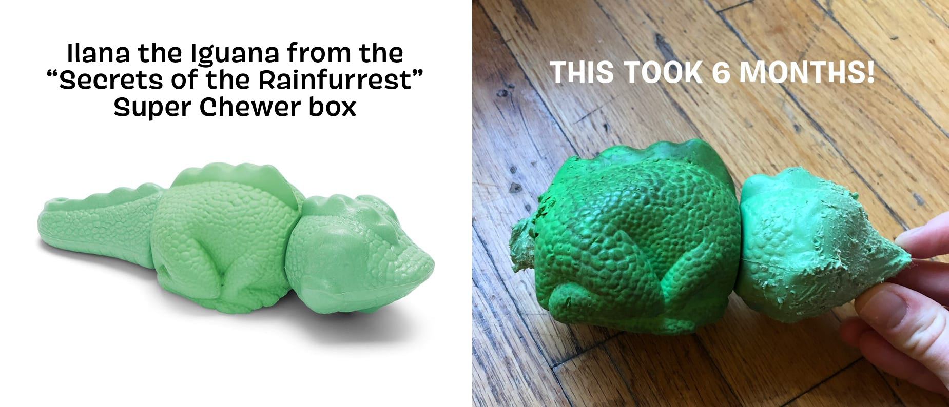 Is Super Chewer Worth It? What's Included, Pricing, and More! BARK Post