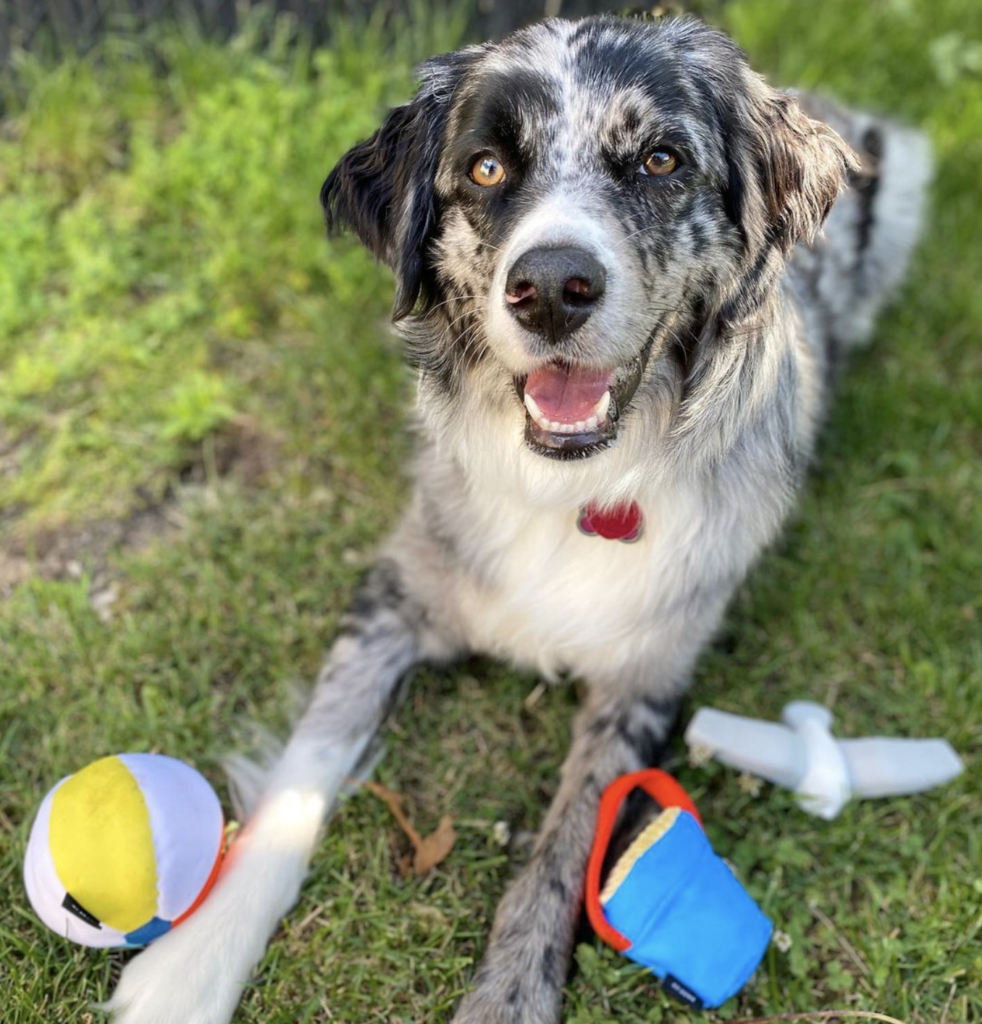 a dog with beach themed super chewer toys