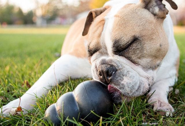 My Dog's Got Class - What's in your Kong? We layer our Kongs and West Paw  Topples with different layers of dog safe food. Share what goes in your  feeding toys…