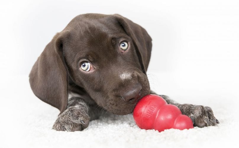 Puppy With Kong Dog Toy