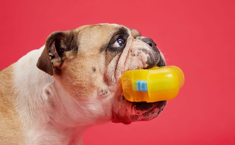 Bulldog With Super Chewer Barkshop Toy