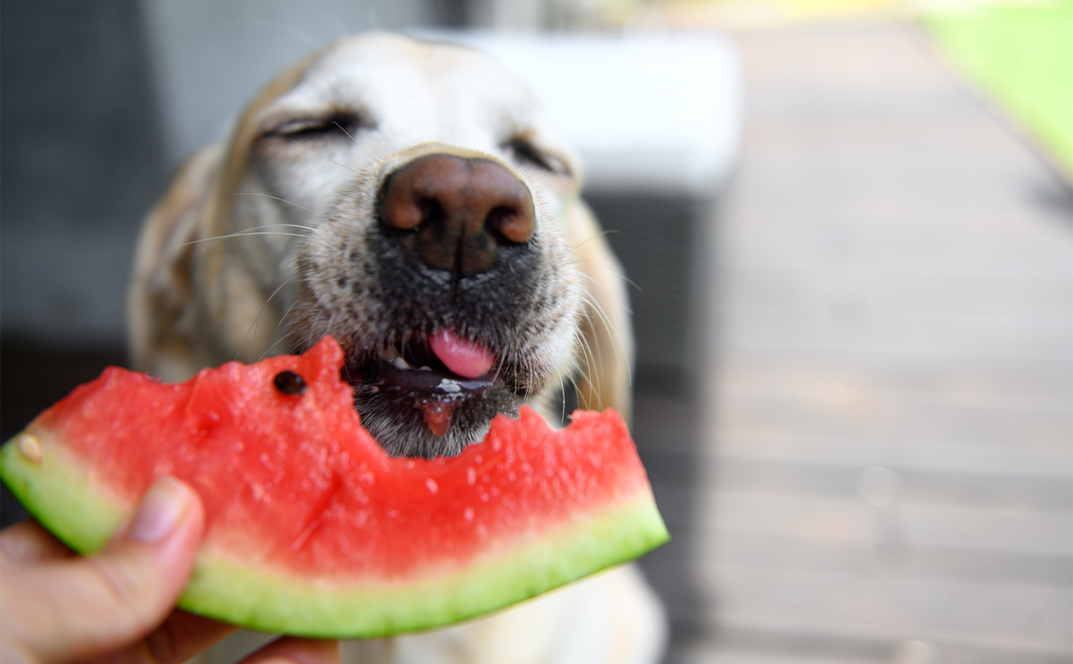 can-dogs-eat-watermelon-bark