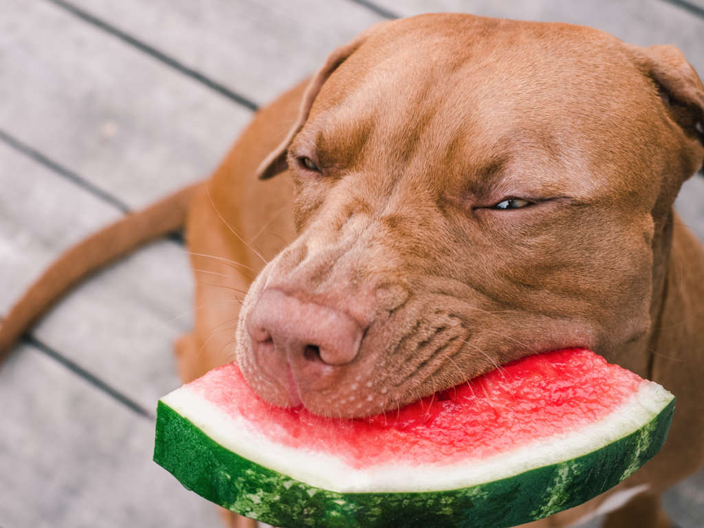 may dogs eat watermelon