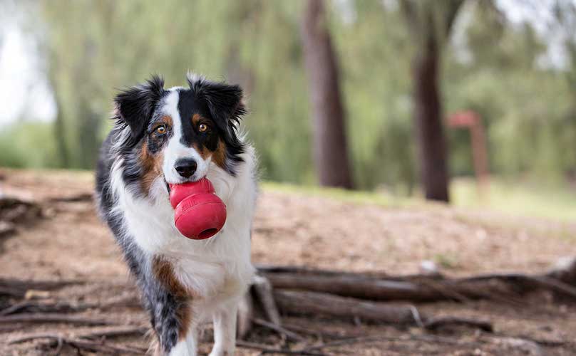 Dog With Kong Toy