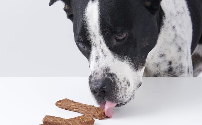 Dog Eating BarkShop Dog Treats