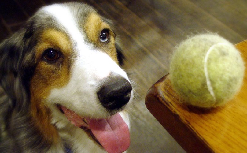 Shaggy dog with tennis ball