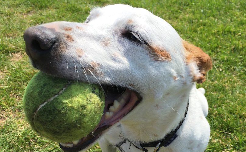 Lab Mix With Tennis Ball