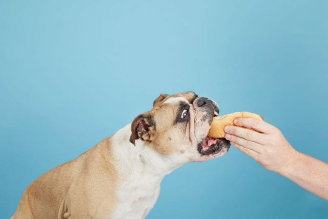 Dog eating hot dog