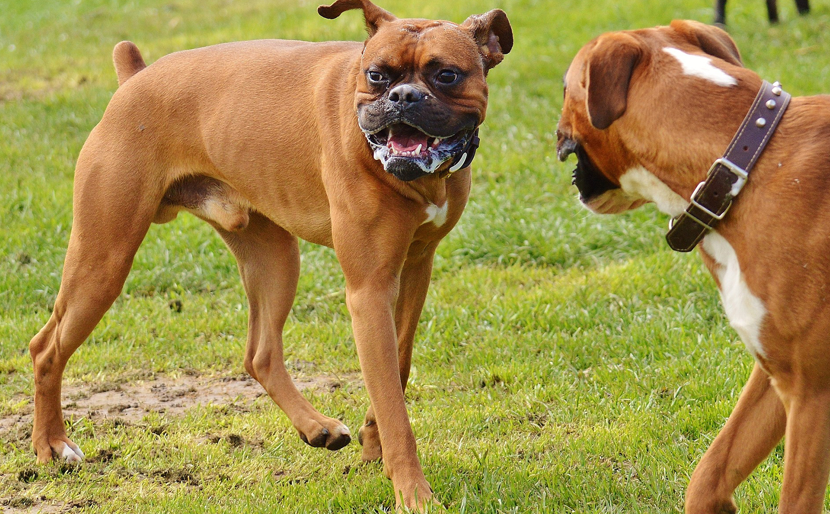 animals with rabies foam